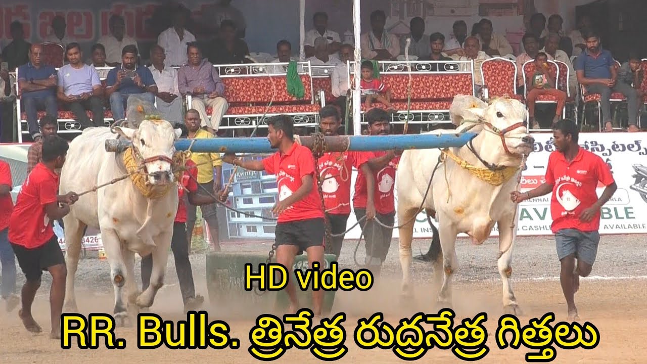Rentachintala SUB juniors..RR.Bulls.D.రోహన్ బాబు గారు. హైదరాబాద్. త్రినేత్ర రుద్రనేత్ర గిత్తలు 