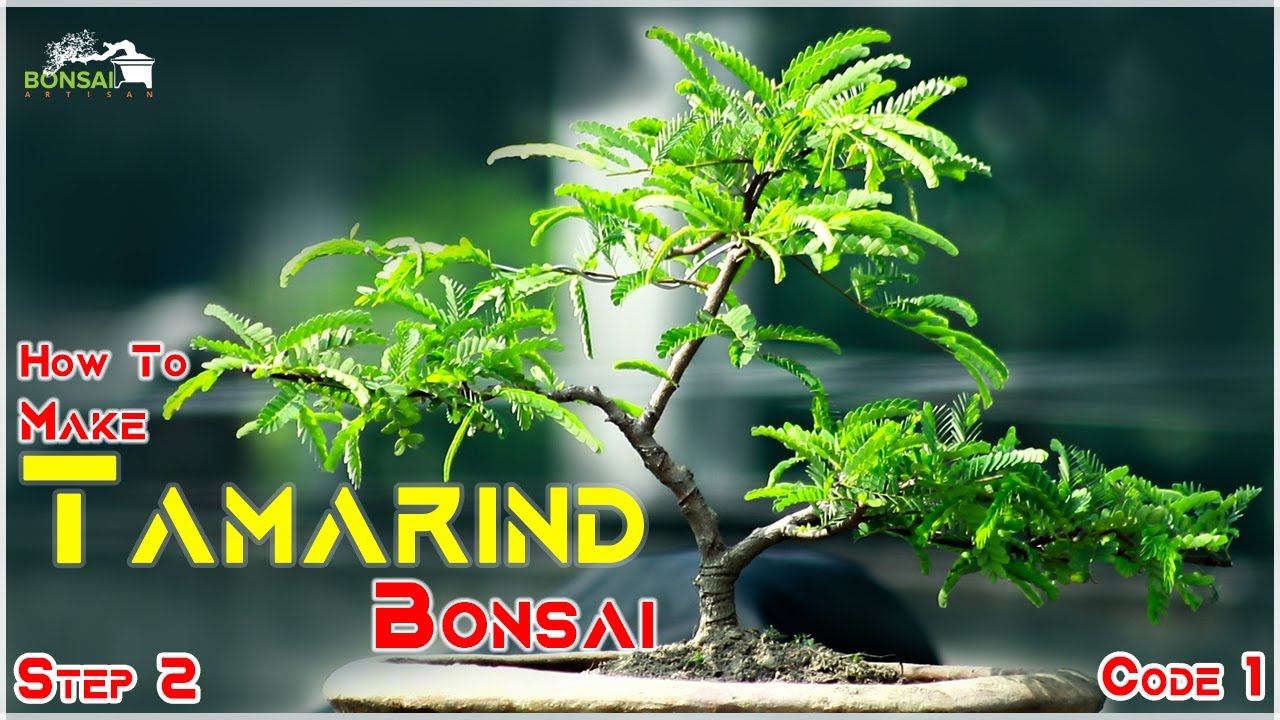How To Make Tamarind Bonsai From Seeds | Step 2 | তেঁতুল বনসাই পদ্ধতি| Bonsai Artisan | AQIB |