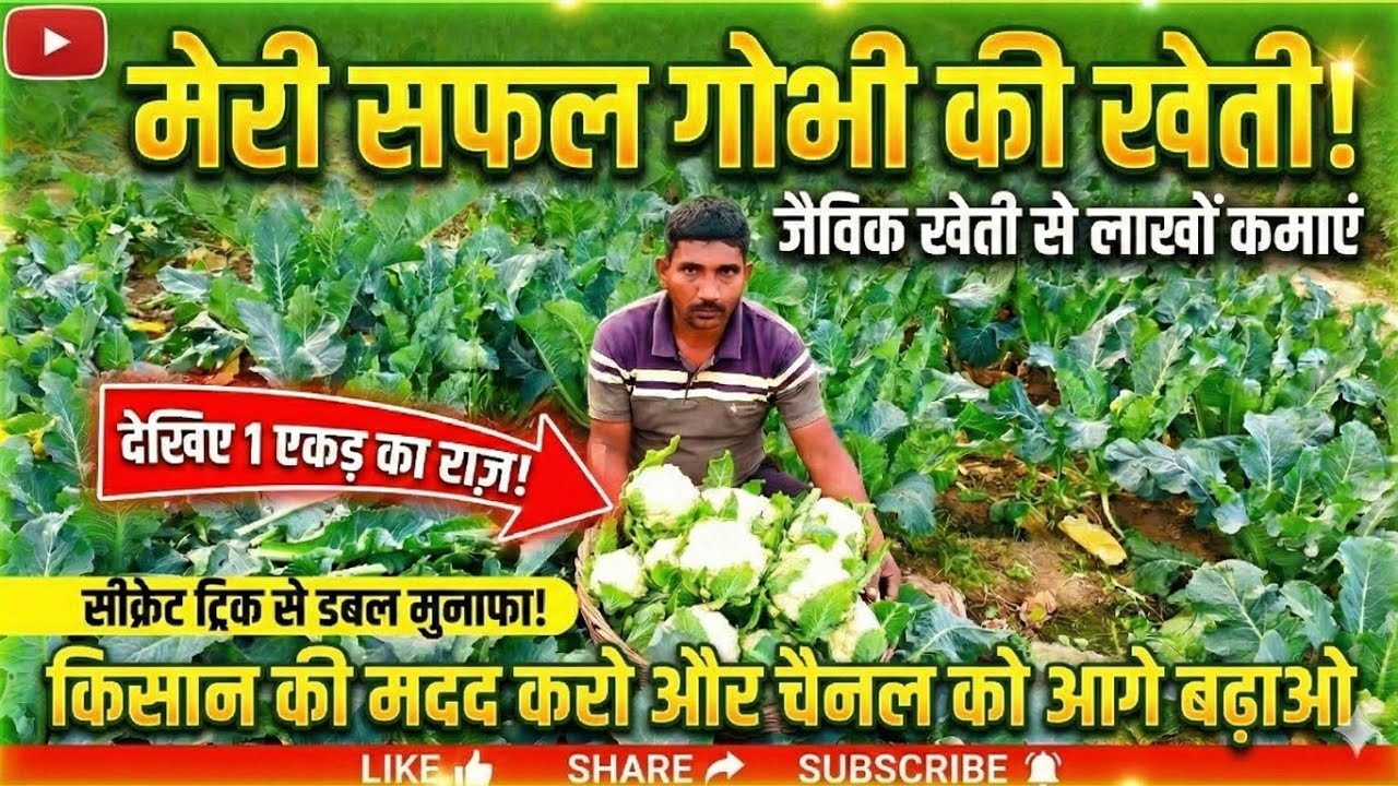 Gobhi ke kheti ke bare me ,🥦🥦