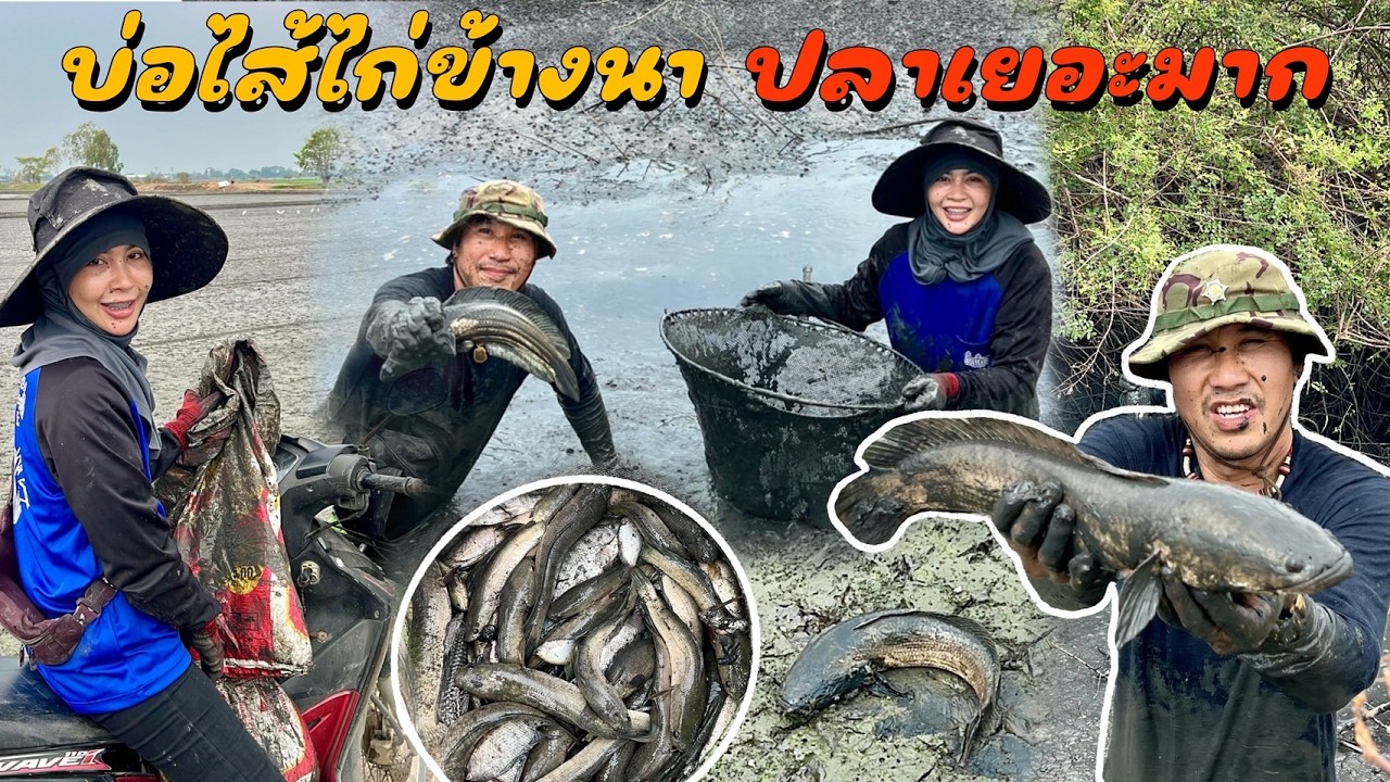 บ่อไส้ไก่กลางนาของคนที่นี่มีแต่ปลาไซต์ใหญ่ไม่ขายเน้นแจกฟรี