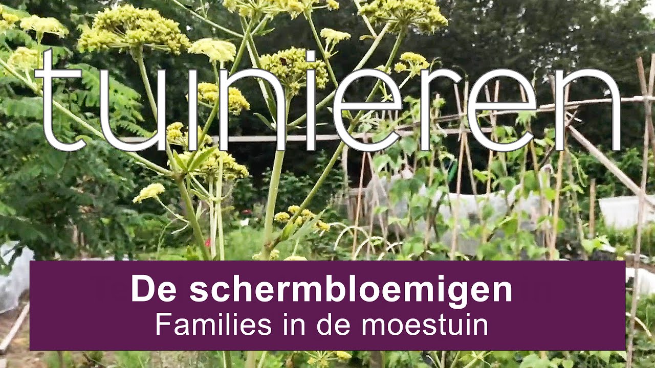 Stadstuinieren - De schermbloemigen - families in de moestuin #moestuin