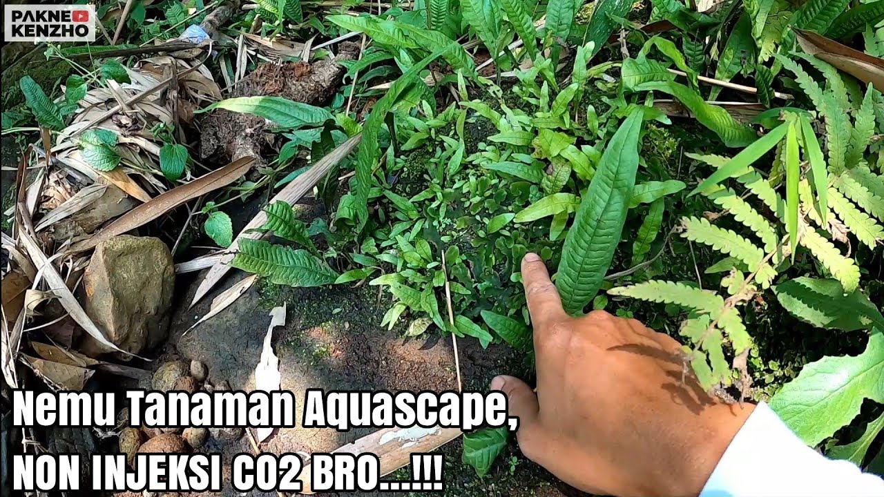 #279 Mencari tanaman Aquascape di Alam liar