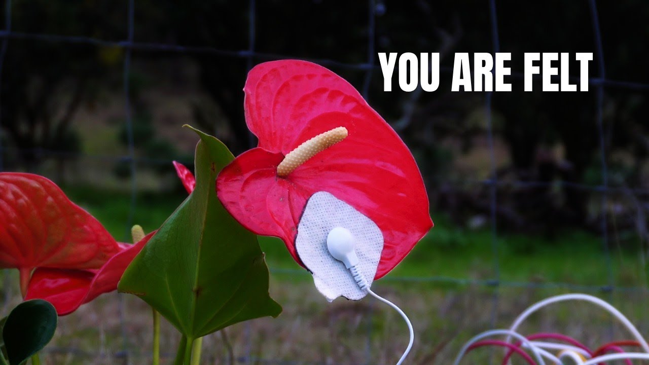#PlantMusic Meditation 🌺 Anthurium | #432hz • Theta Waves • Deep Presence