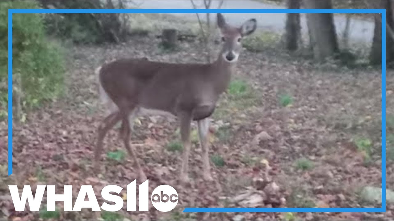 Origin Park pauses deer reduction after backlash