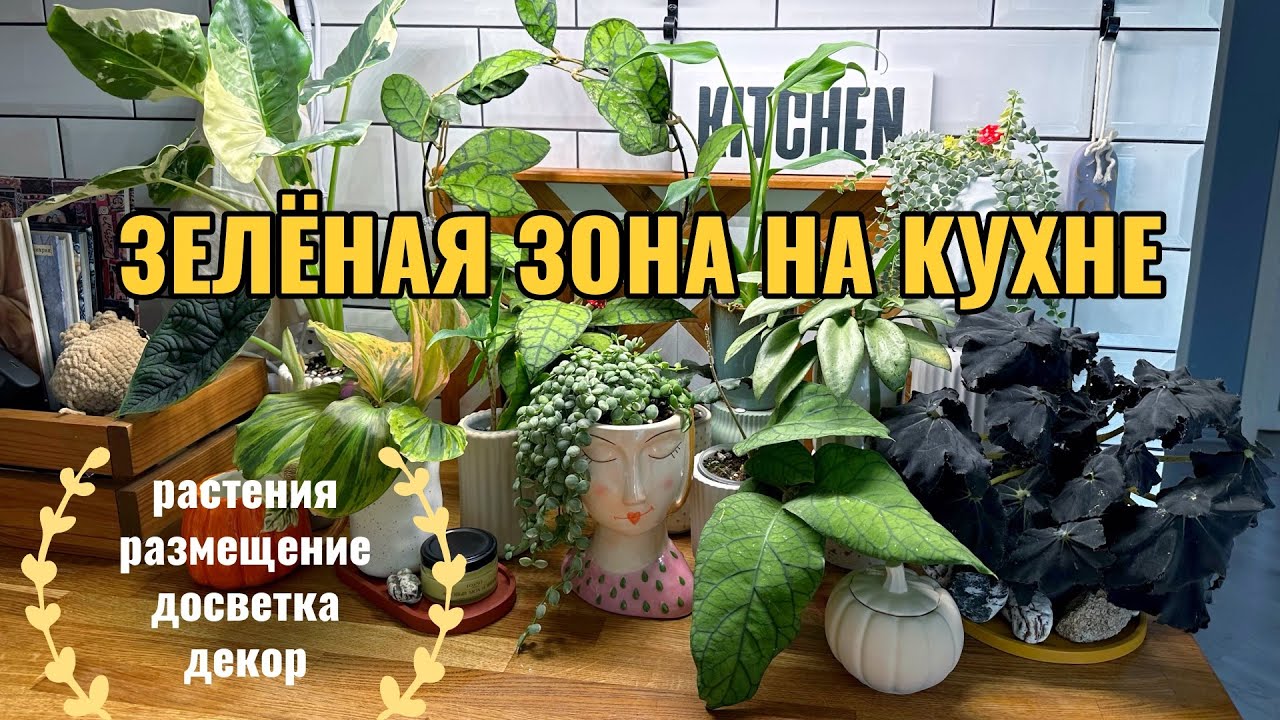 Размещение растений на кухне: обзор зоны и растений, досветка, расстановка, декор.