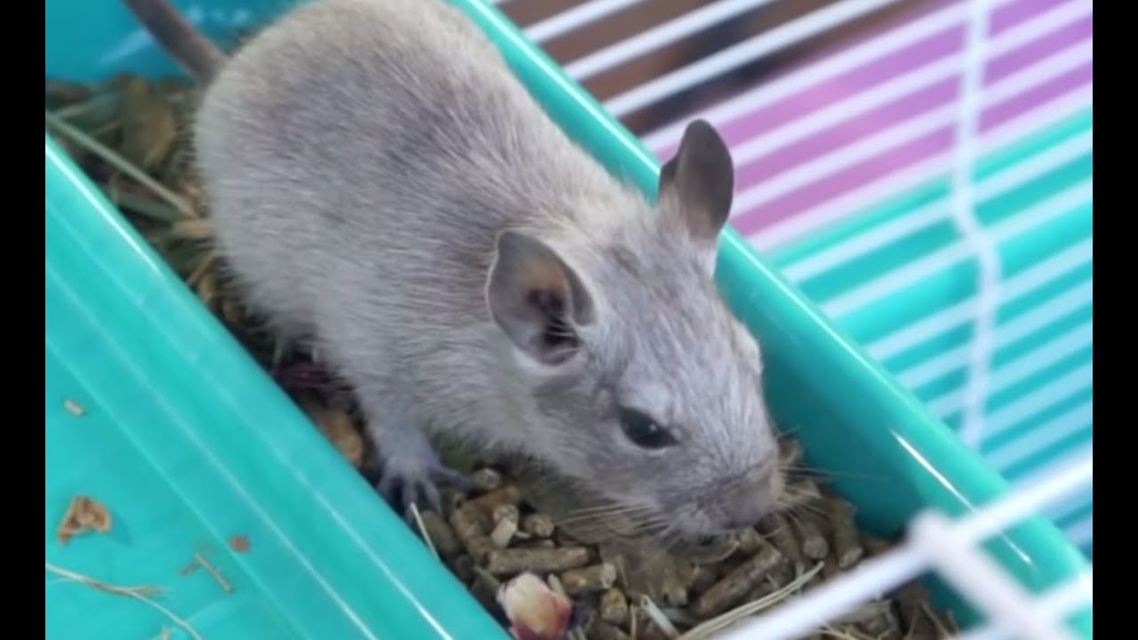 DEGÚS - La jaula y observaciones alimentarias (2ª parte)