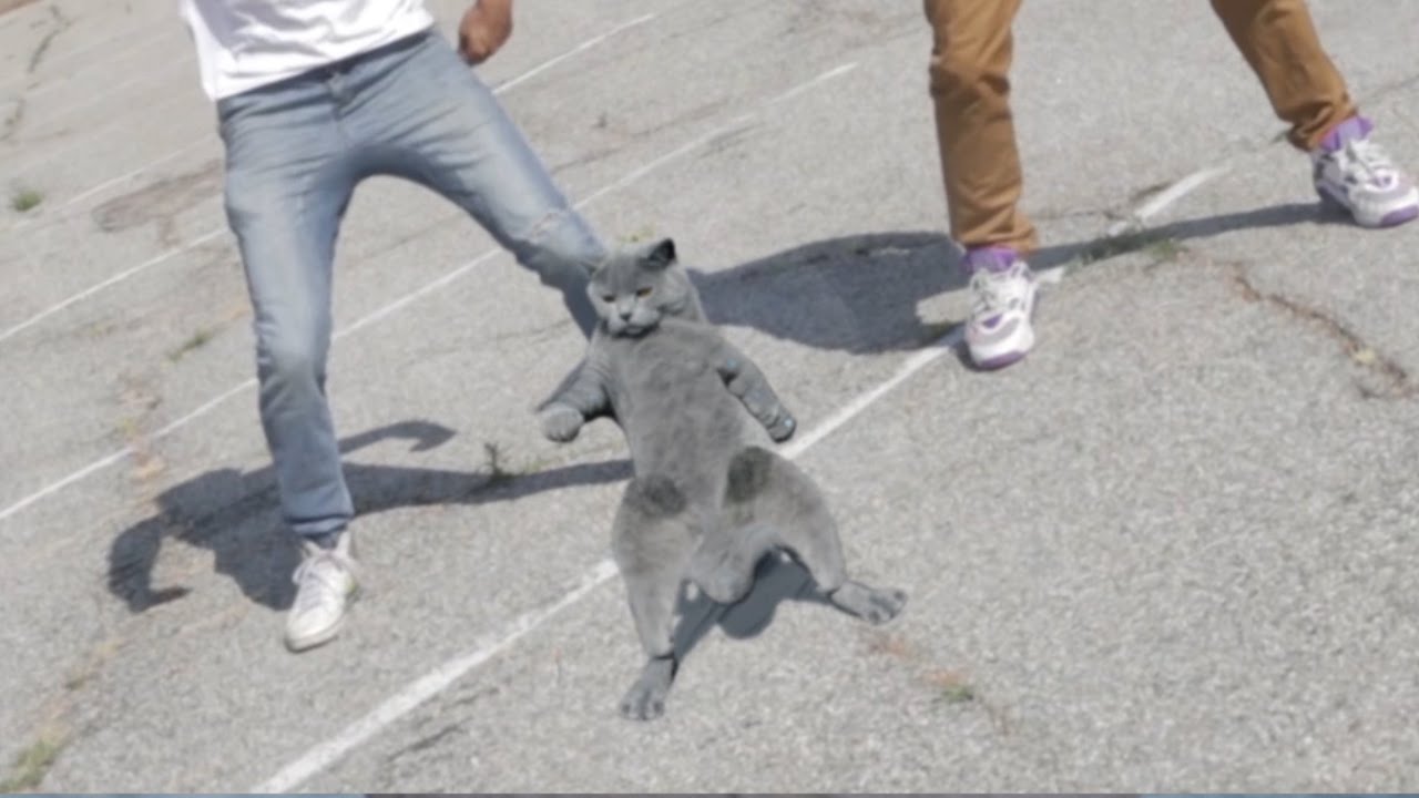 Aaron's Animals - Cat Whips it.