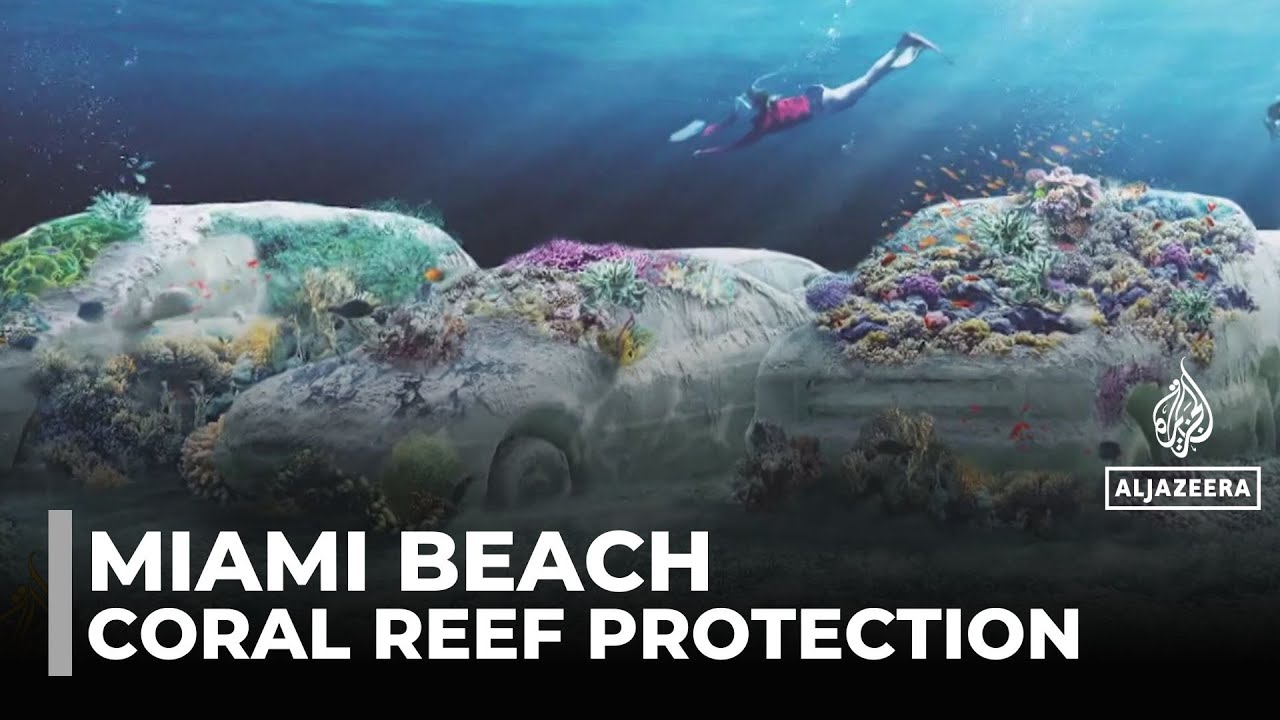Cement cars form new coral reef park: Miami reef revival driven by art and science