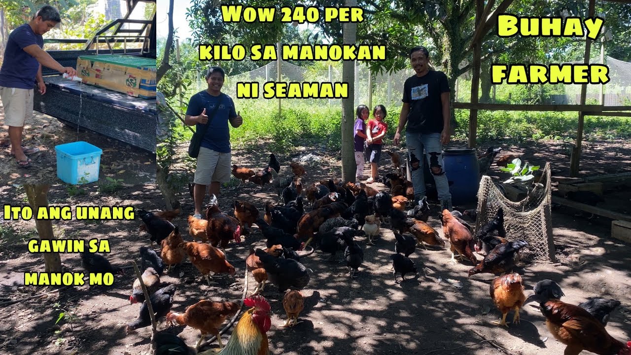 SA HALAGANG P5,500 MAY 16 NA MANOK KANA SA MANOKAN NI SEAMAN | ITO ANG BUHAY FARMER/VLOGGER ANG BUSY