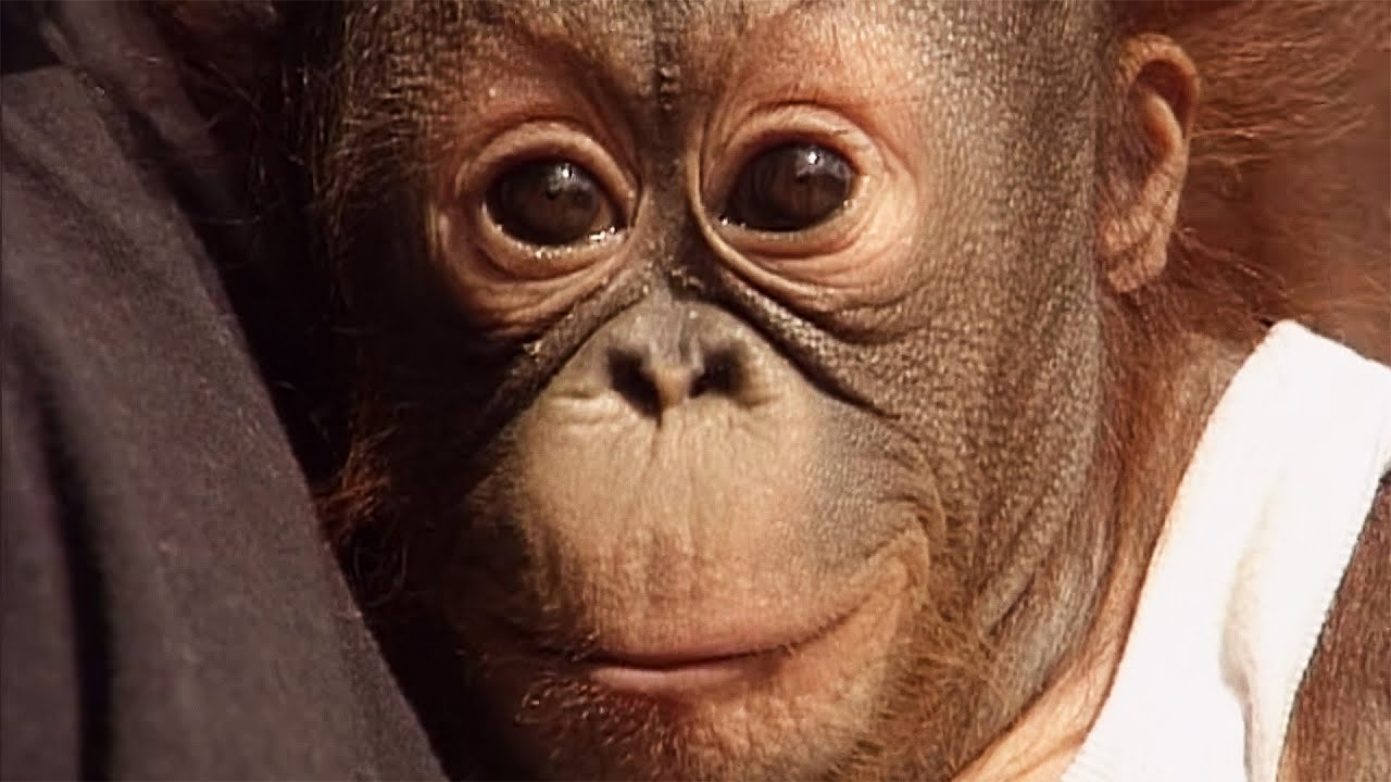 Inside the Mission to Save Smuggled Baby Chimps (Animal Documentary)
