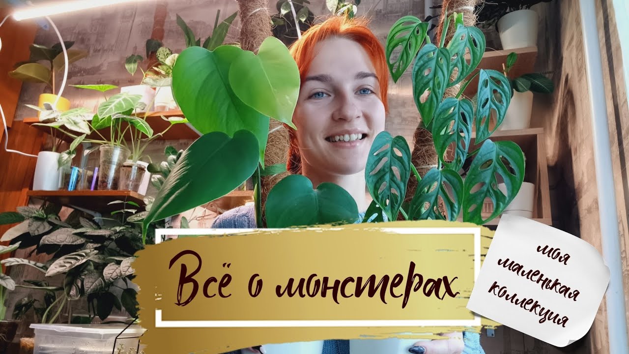 МОНСТЕРЫ🌿 Обзор. Моя коллекция. Как ухаживаю.