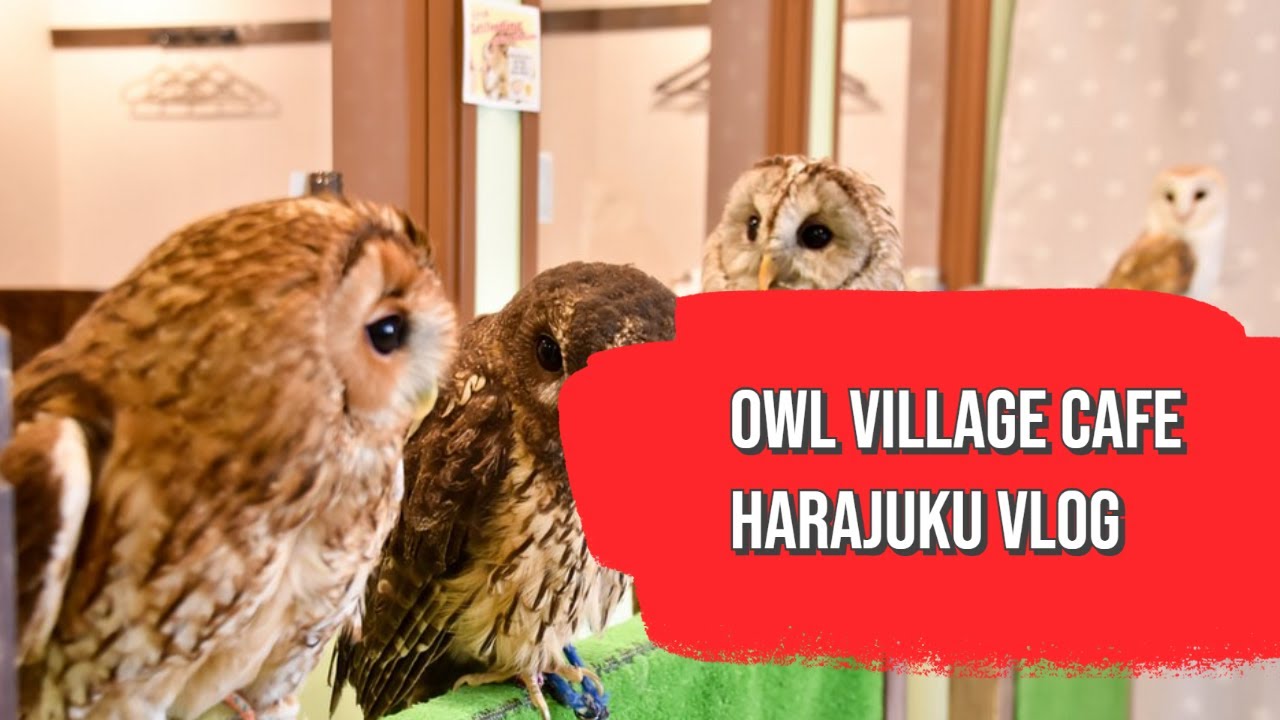 I checked out this Owl Cafe in Japan! | Owl Village in Harajuku Vlog