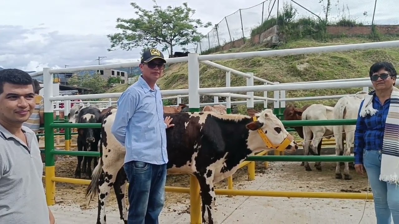 Feria Ganadera en Vianí Cundinamarca.