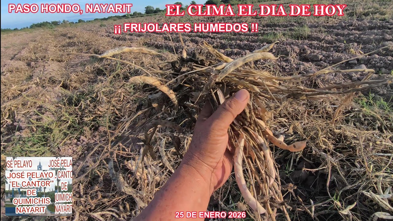 EL CLIMA HOY  ZONA NORTE DE NAYARIT Y SUR DE SINALOA ESTÁN HUMEDOS LOS FRIJOLARES ARRANCADOS