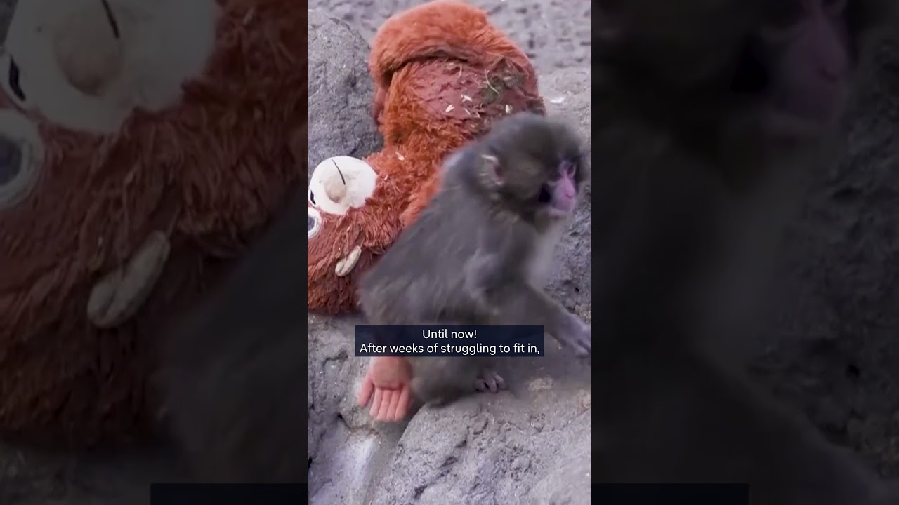 Baby monkey Punch and the update everyone hoped for