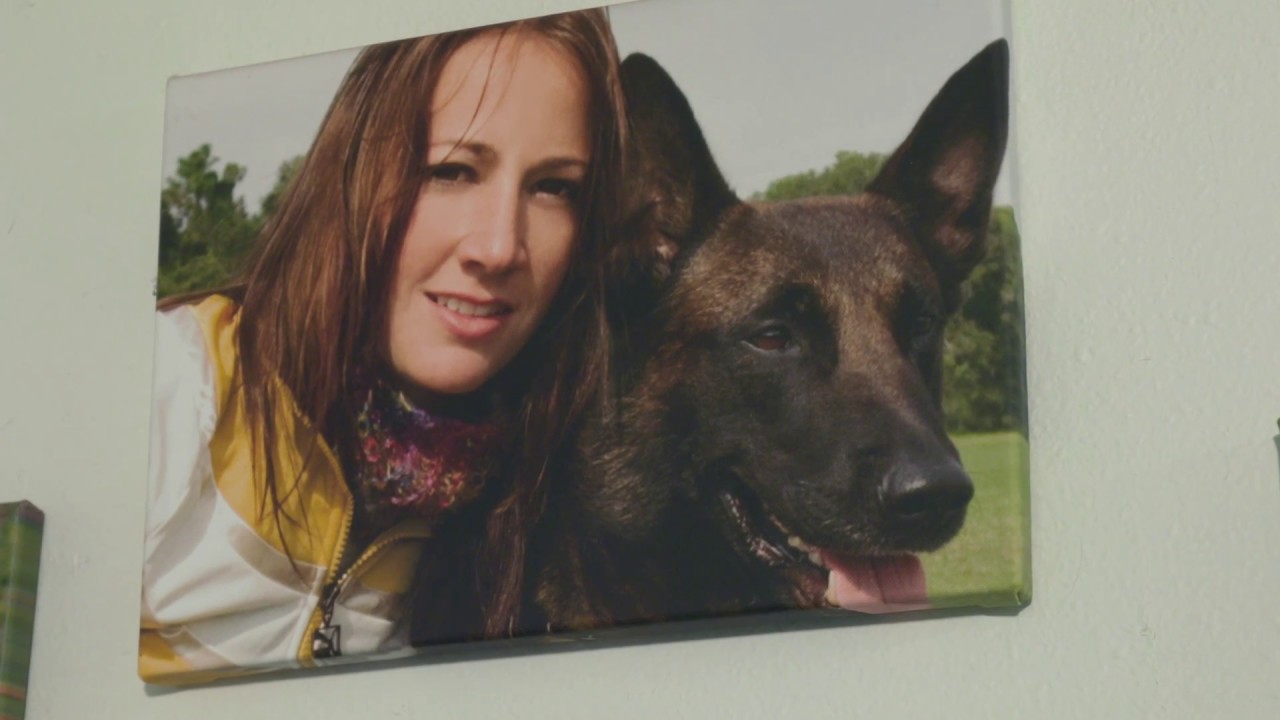 The Doghouse | Professional Dog Training