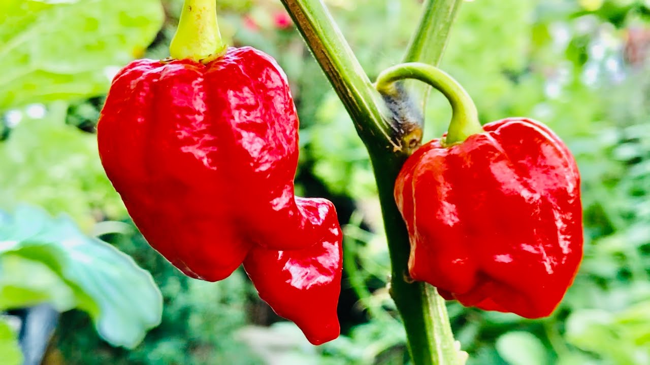 PIMENTA CAROLINA HARPER E SCORPION AS MAIS ARDIDAS DO MUNDO