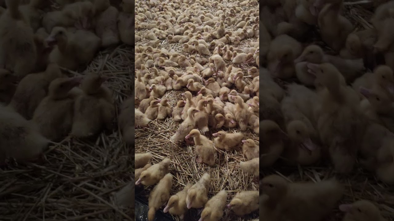Hodowla Kaczek Pekin 🐥 Kaczka Pekin hodowla. Dzień 8. Część 2.