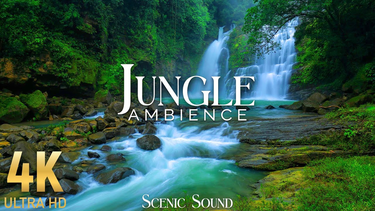 Jungle Ambience 4K - Forest Relaxing Ambiences & White Noise by Scenic Sound