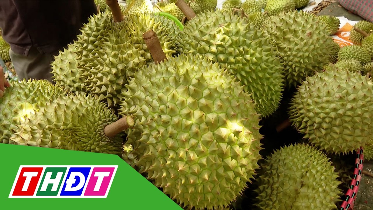 Đồng Tháp: Sầu riêng tăng giá đầu năm, nhà vườn phấn khởi | THDT