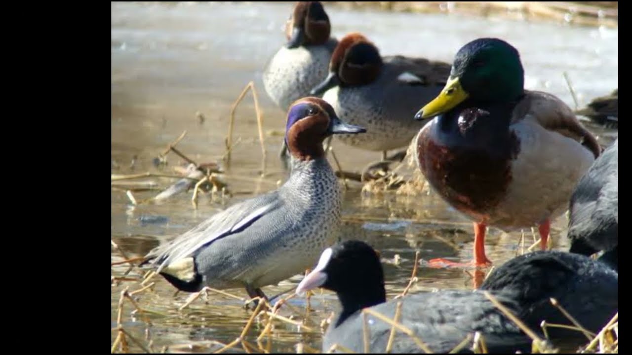Teal duck hunting Call Sounds