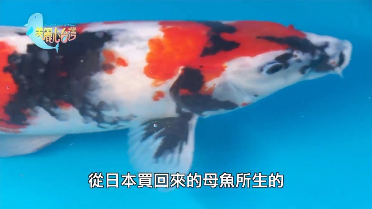 【新北深坑】錦鯉之緣 鄭振隆的養魚生涯 | 用心的產業 | 291 | #美麗心台灣