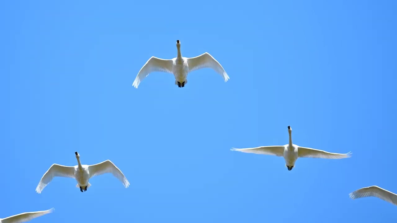 川島町白鳥飛来地のハクチョウ　シーズン初撮影　2022年12月7日