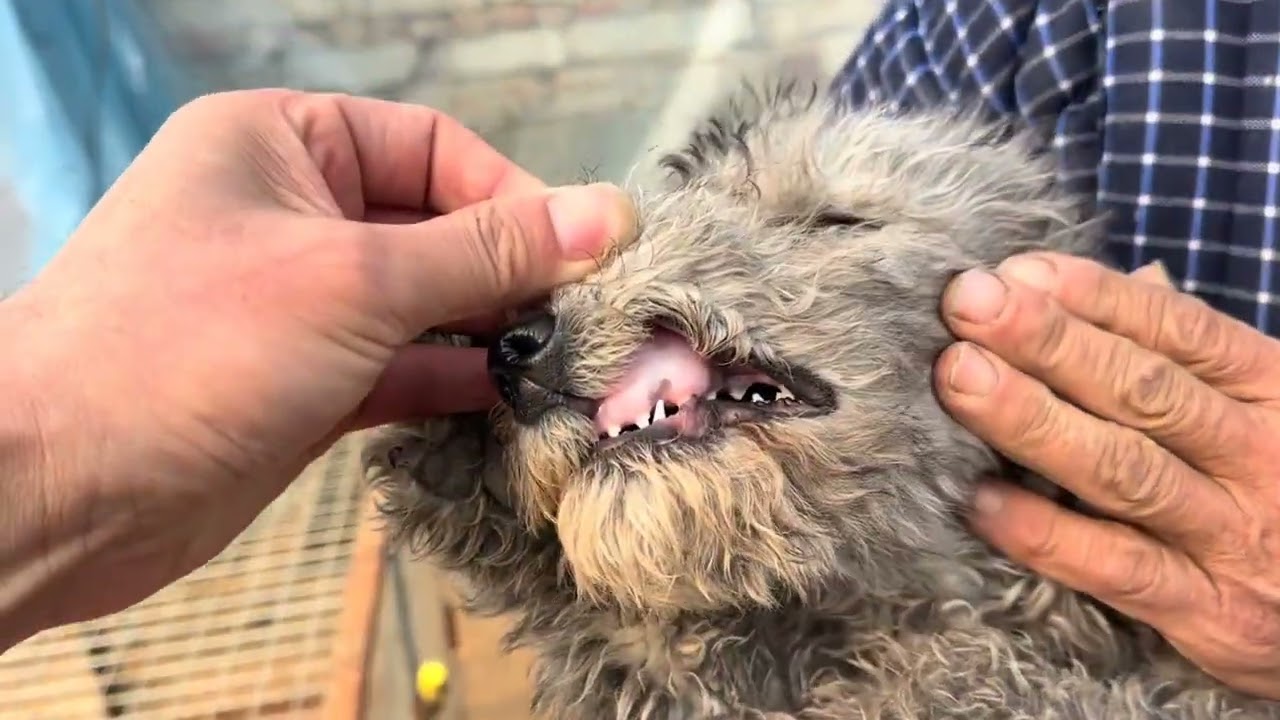 帮粉丝拿下贝灵顿犬，好长时间没来养殖户家里挑狗。 #家有萌娃