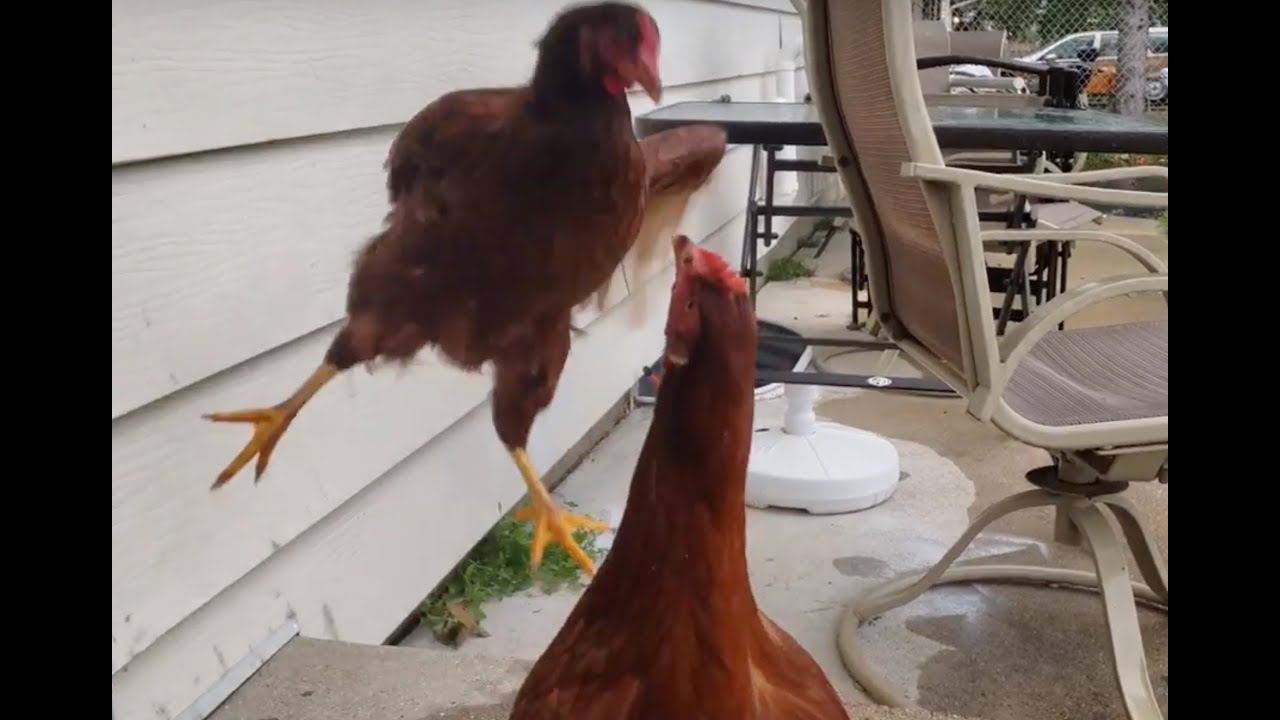 Karate Kicking Chicken Got JUMPS  Unbelievable Height