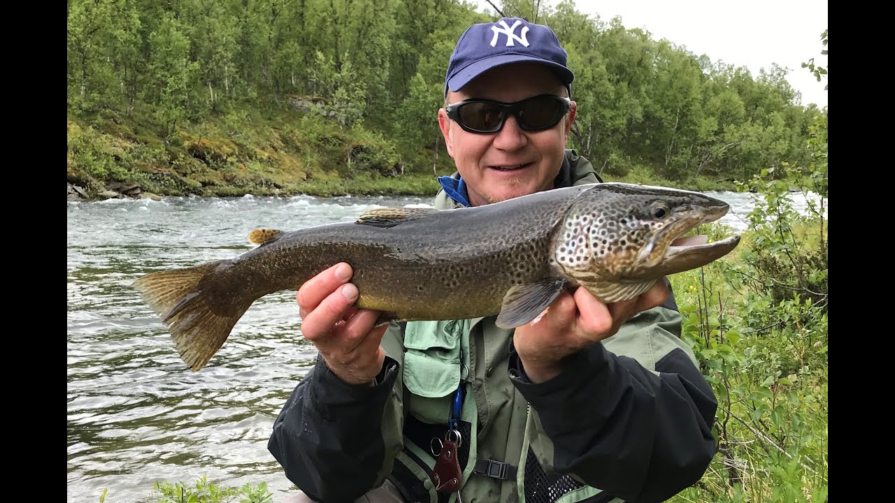 Laisälvenin taimenia 2019