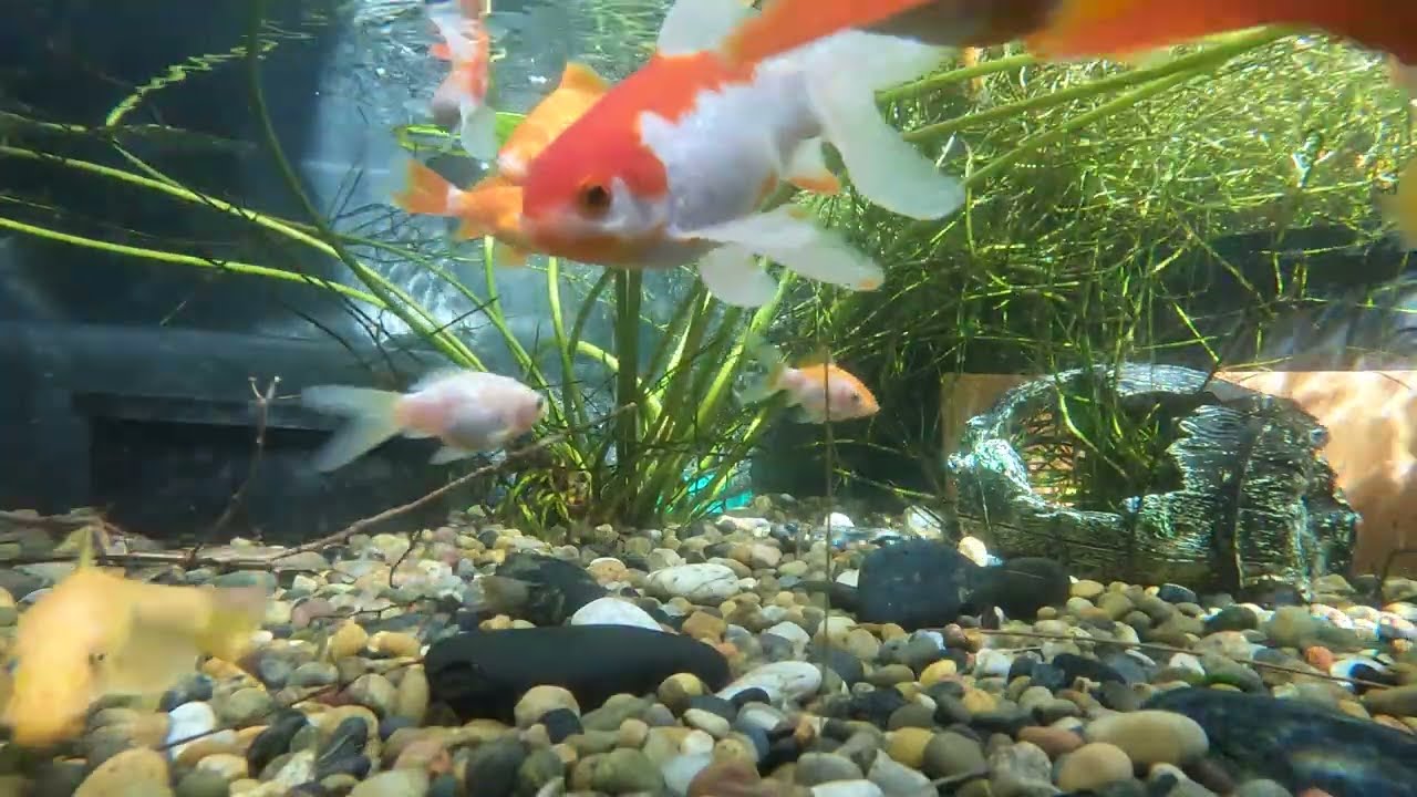 Pond Evolution 01March2026