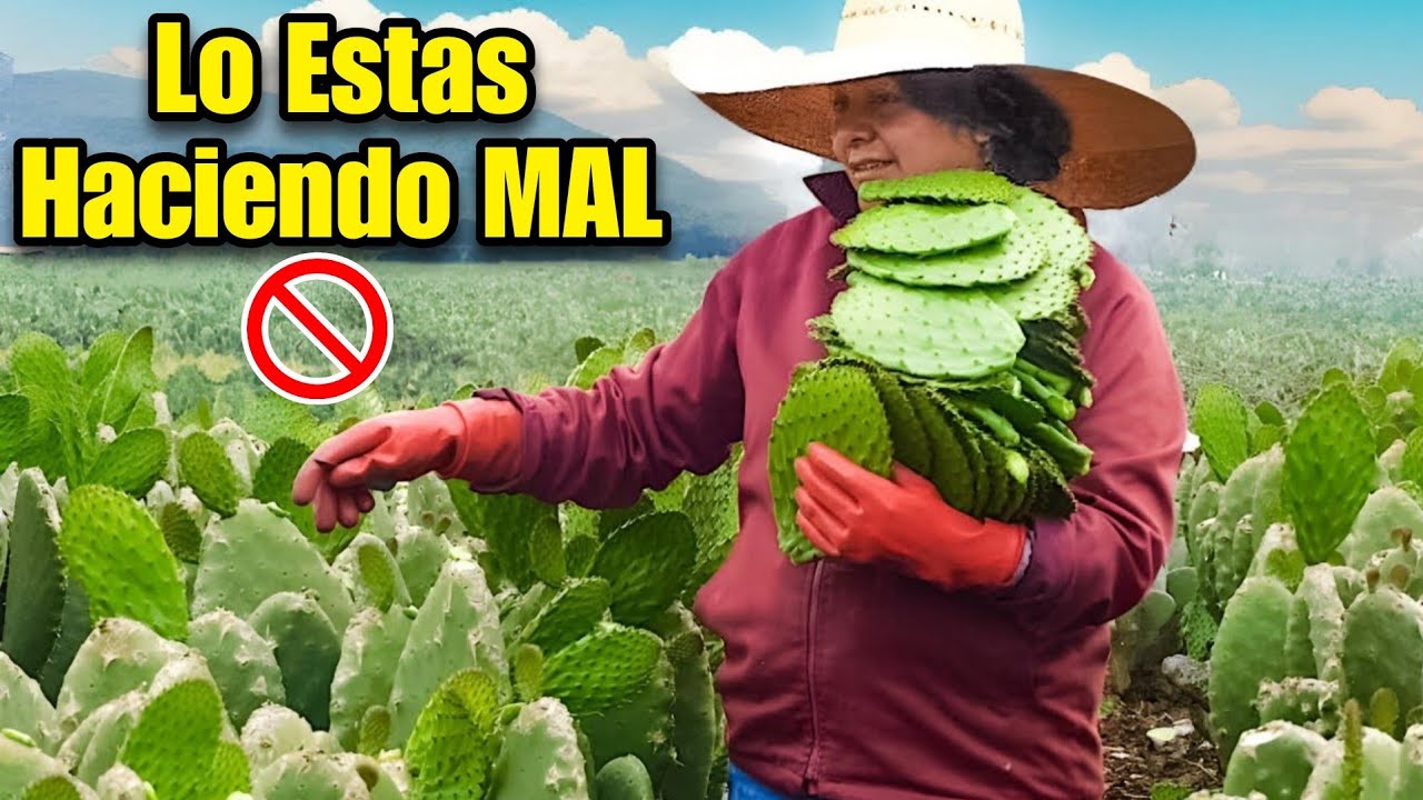 como se cortan los NOPALES CORRECTAMENTE