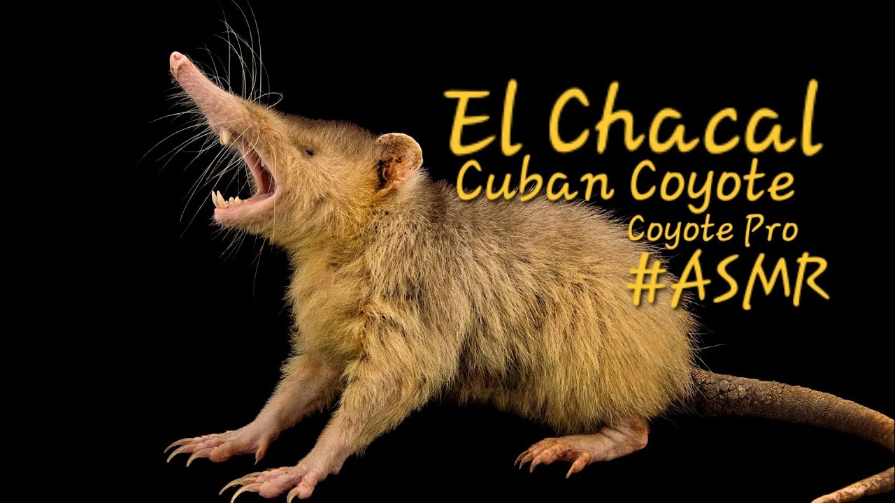 El Chacal - Coyote Pro in Cuba - #asmr 