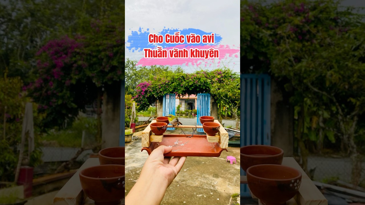 Thuần chim khuy&ecirc;n c&aacute;ch n&agrave;y được kh&ocirc;ng mn .#chimcanh #avi #bird #chim #chimkhuyen #chimvanhkhuyen