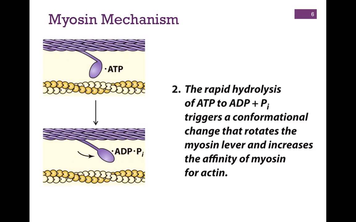 032-Myosin Structure & Function