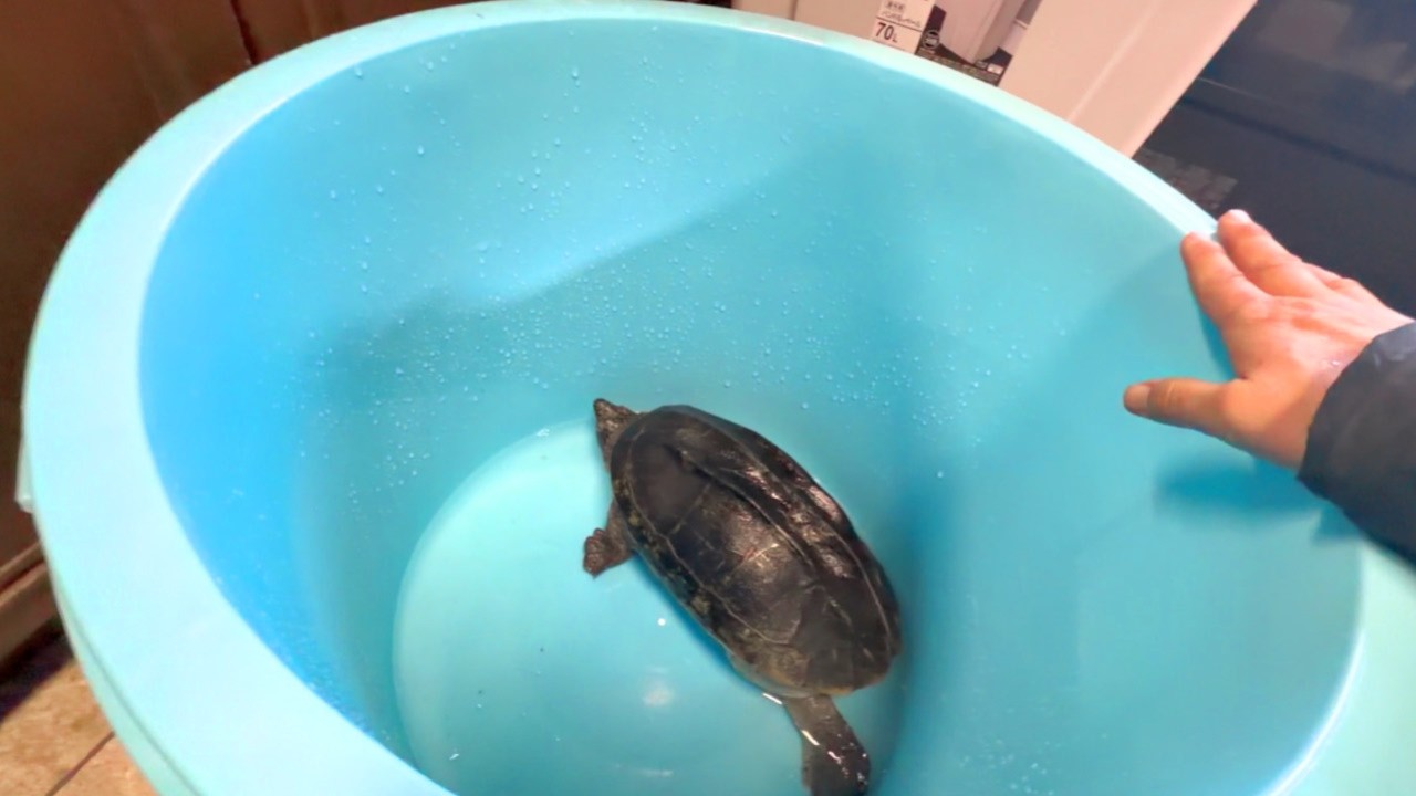 亀飼育失敗談＋新設備＋きまぐれアルビノそうぎょ売買契約について
