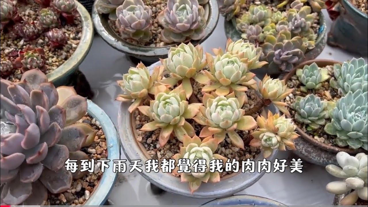 2026-02-27琥媽町：雨後賞肉，一段時間沒有打理，快要忘記多肉的名字了#多肉 #多肉花盆 #多肉植物 
