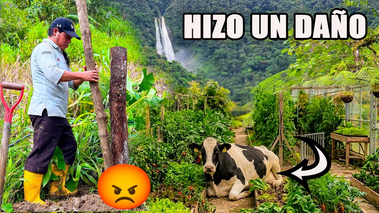 Le ayude a asegurar el huerto de mi hija para que no ingresen las vacas -DON PEDRITO