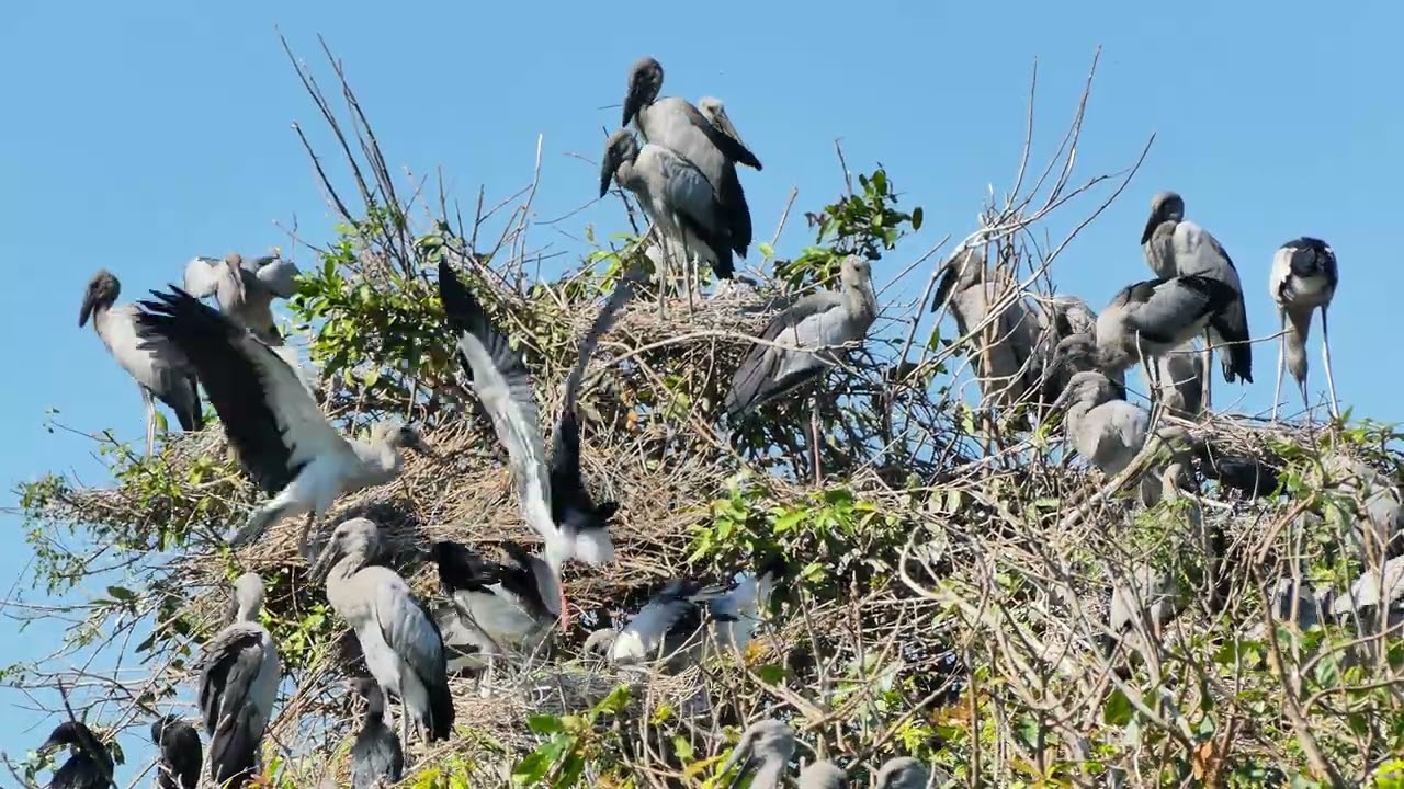EP503 AMAZING PLACE OF AVIAN BIRD CRANE NESTING ON THE TREE FLOODED FOREST RAINFOREST RELAXING FILM