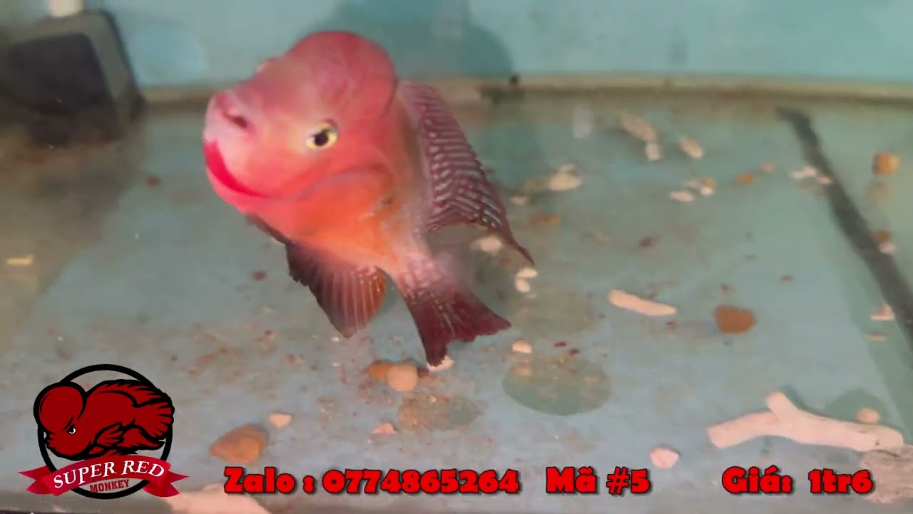 Lên Lô Cá La Hán Khỉ Đỏ Nhí 1-2 Ngón Vip Đầu Body Đẹp Tuyển Chọn Từ Trại SuperRedMonkey 10/04/2024