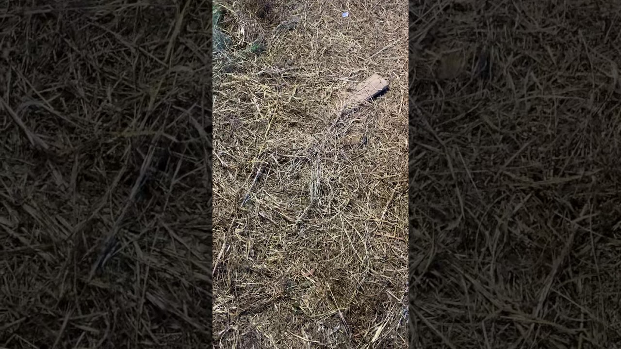Preserved black snake in silage hay roll