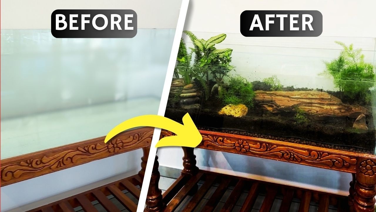 I turned a Fish Tank into a Terrarium