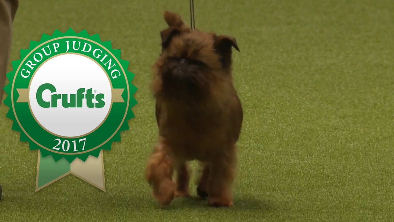 Toy Group Judging and Presentation | Crufts 2017