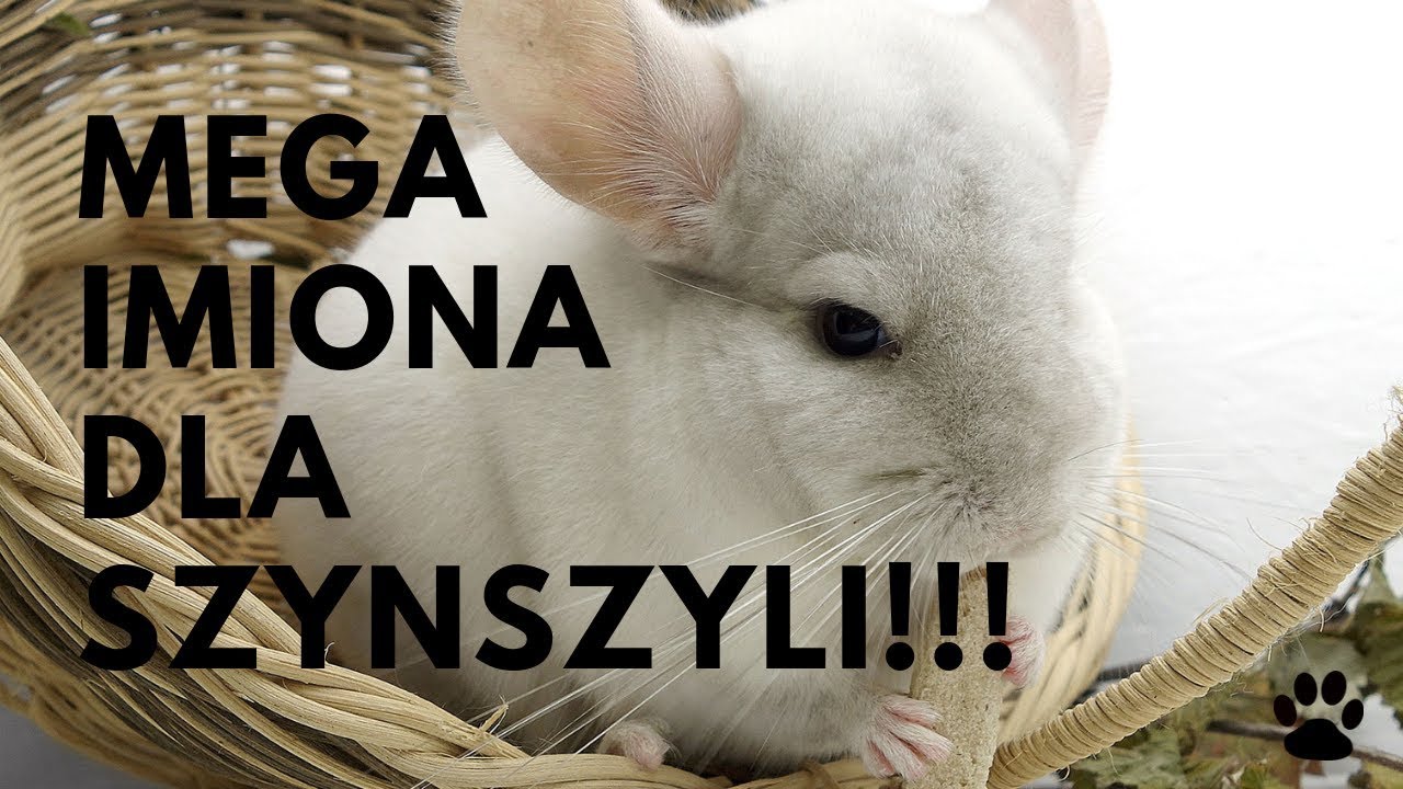 Imiona Dla Szynszyli - 37 MEGA TOPOWYCH IMION | Imionowo