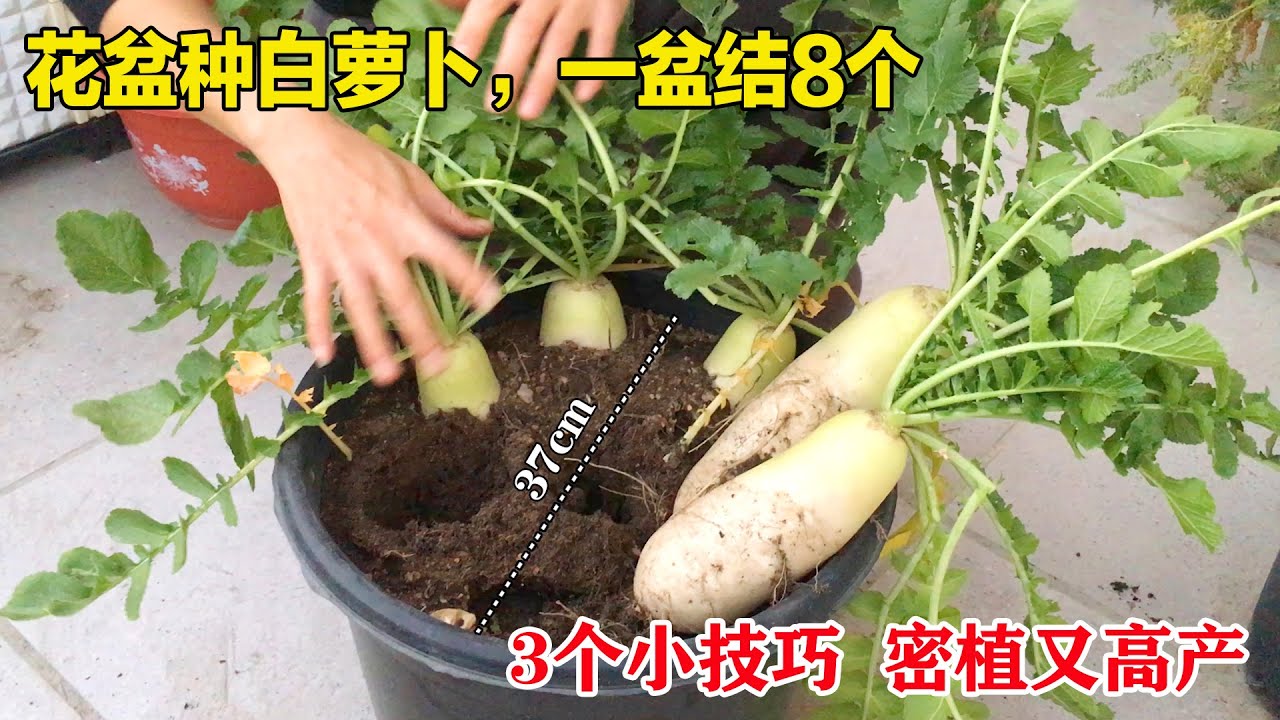 阳台种菜，如何提高空间利用率？4个秘密武器助力，一个花盆种出8个白萝卜