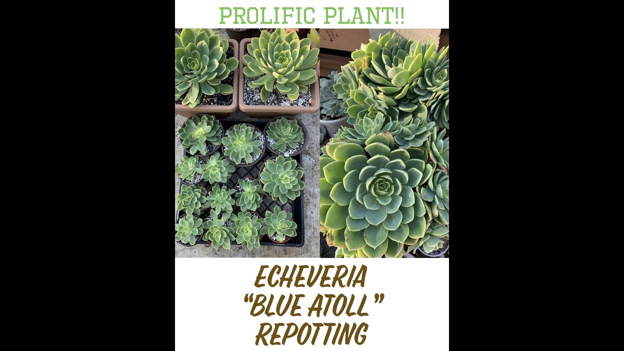 Echeveria “Blue Atoll” repotting
