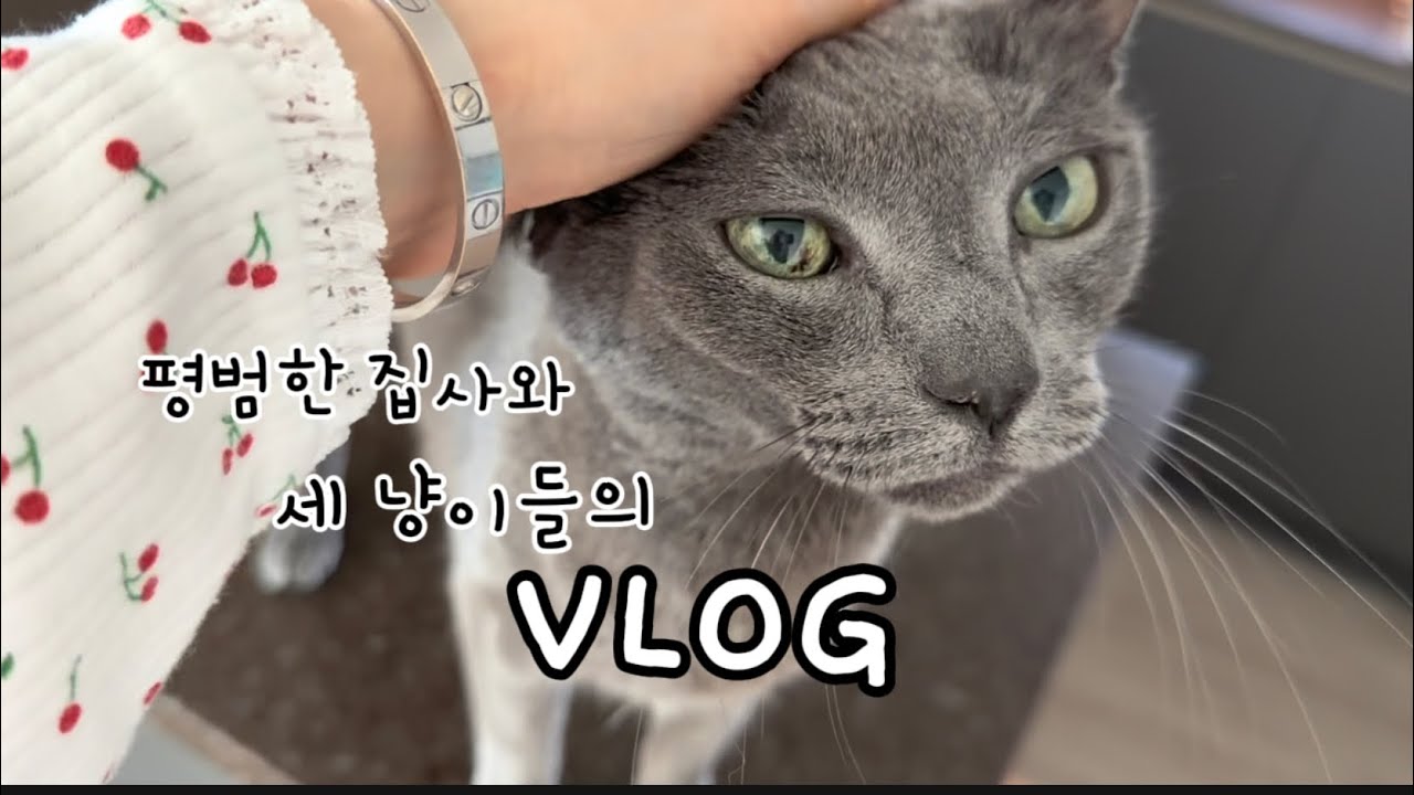 40대 다묘집사의 일상브이로그[고양이 브이로그 고양이 일상 노묘]
