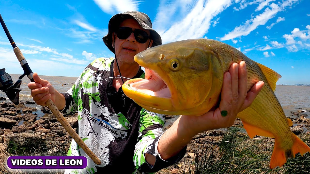 ¡SÓLO TIRÉ la CARNADA y PASÓ ESTO! 😱🎣 ¡DORADOS EN FURIA!