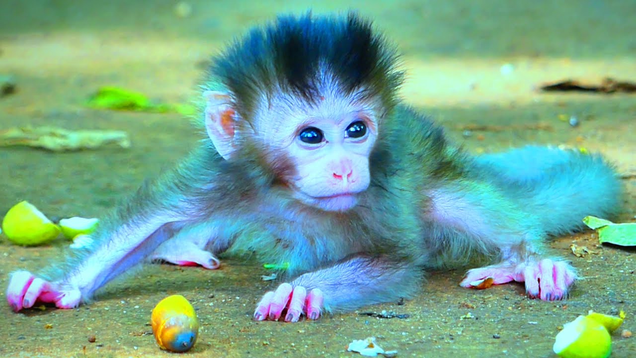 Baby Monkey&rsquo;s First Steps &mdash; So Heartwarming to Watch! 🐒❤️