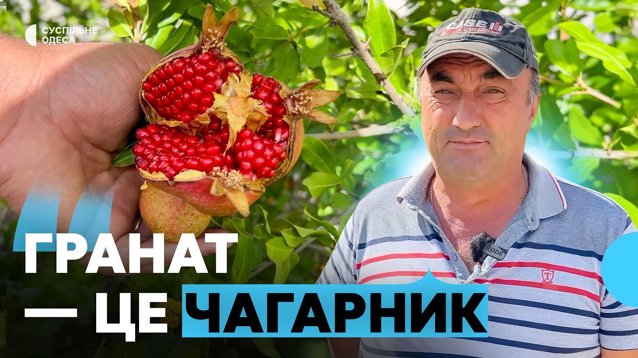«Все віддаю людям»: аграрій з Одещини перетворив пустир на гранатовий сад